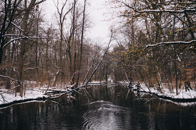 Bare trees in river against sky during winter