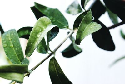 Close-up of leaves