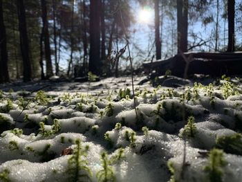 Scenic view of snow covered land