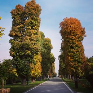 Road passing through forest