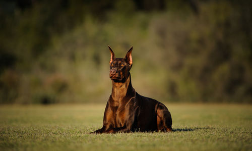 Doberman pinscher lying on grassy field