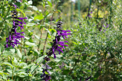 Close-up of purple lavender flowers