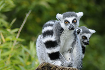 Close-up portrait of lemurs