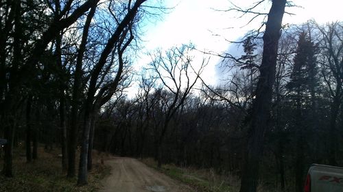 Road passing through trees