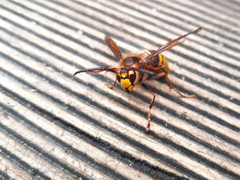 Close-up of insect