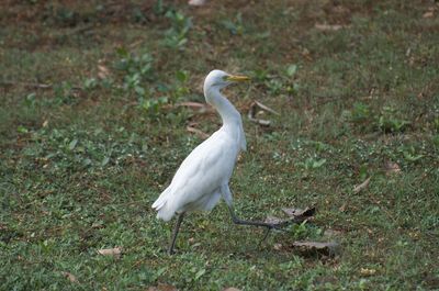 White bird on a field