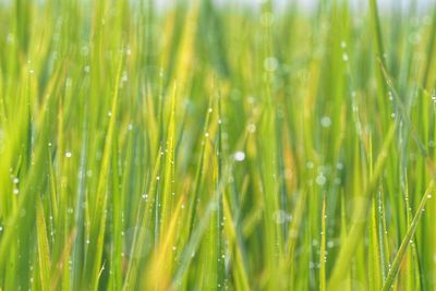 Full frame shot of wet crops growing on field