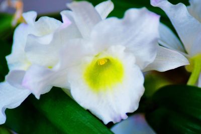 Close-up of flower blooming outdoors