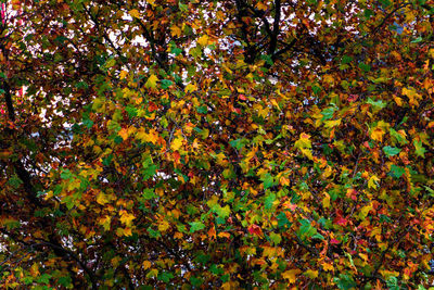 Full frame shot of tree branch