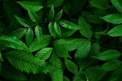 Green leaves shot in top view with rain drop before raining