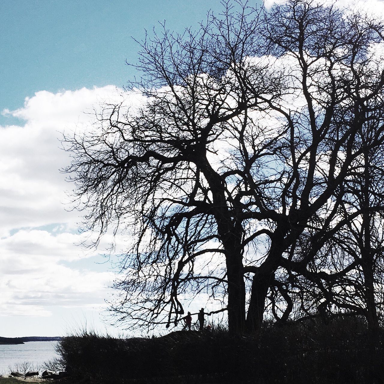 tree, bare tree, sky, branch, tranquility, nature, beauty in nature, tranquil scene, scenics, outdoors, landscape, silhouette, day, cloud - sky, tree trunk, no people, lone