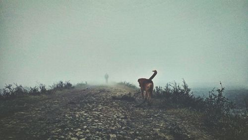 Deer on landscape against sky