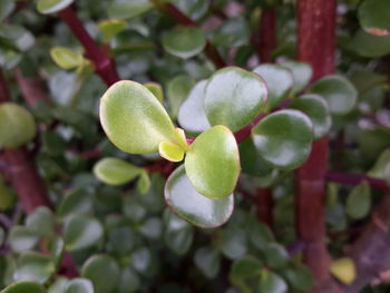 Close-up of plant