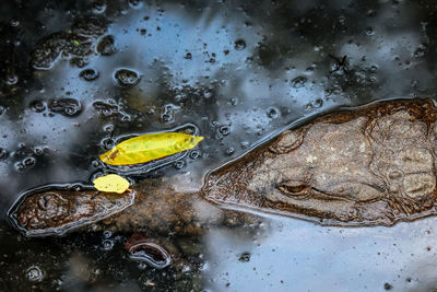 Close-up of an alligator in water