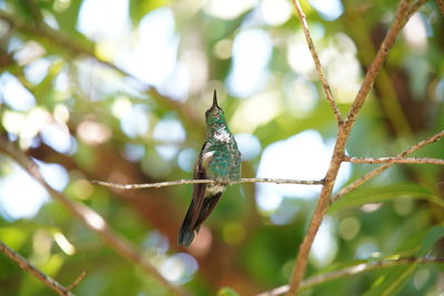 Low angle view of a bird on branch