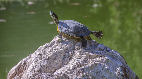 Close-up of turtle on rock by lake