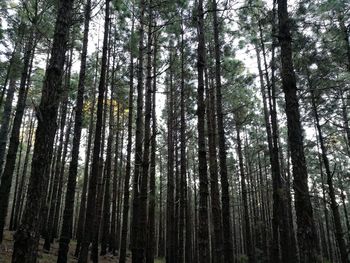 Low angle view of pine trees in forest