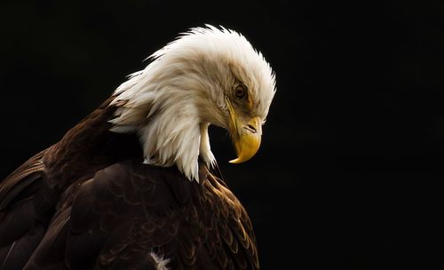 Side view of bald eagle against black background
