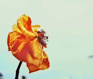 Close-up of wilted flower