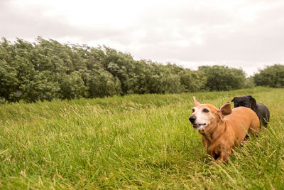 Dog on grassy field against sky