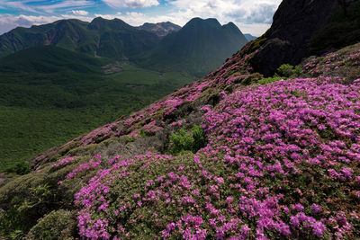 High angle view of trees and mountains