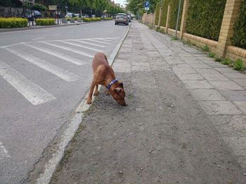 Dog on road