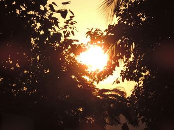 Low angle view of silhouette trees against sky during sunset