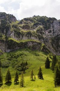 Scenic view of grassy field against sky