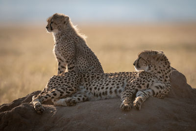 Cheetahs sitting on rock