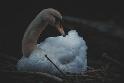 Close-up of swan