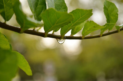 Close-up of raindrops on leaves