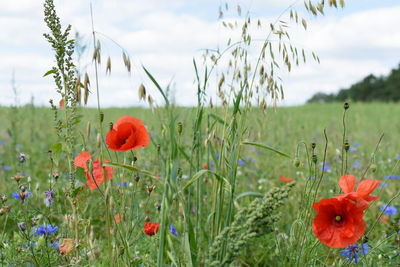 Close-up of red poppy flowers on field against sky