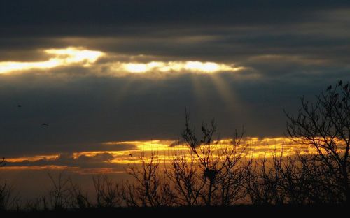 Silhouette plants against dramatic sky during sunset