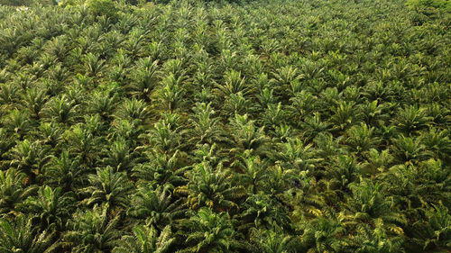 High angle view of corn field