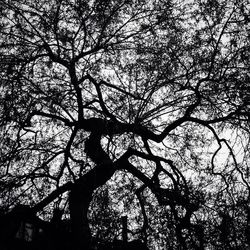 Low angle view of bare tree against sky