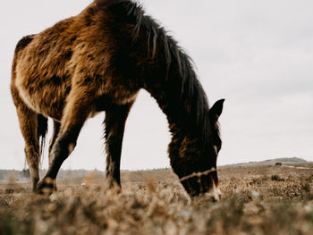 Horse grazing in a field