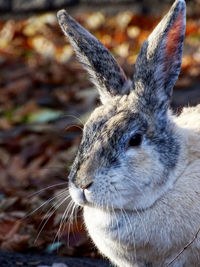 Close-up of rabbit on field