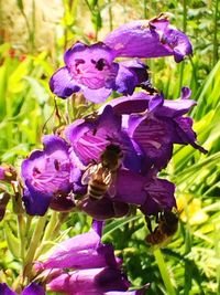 Close-up of purple flower