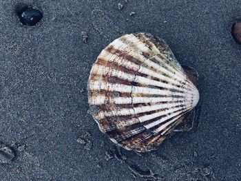 Directly above shot of seashell at sandy beach