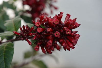 Close-up of red flowering plant