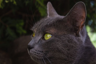 Close-up of a cat looking away