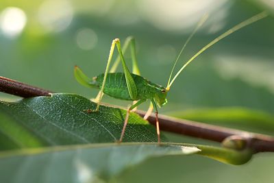 Close-up of insect on leaf