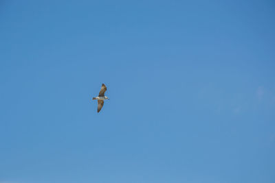 Low angle view of bird flying