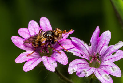 Close-up of bee on flower