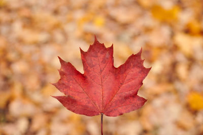 Close-up of maple leaf on tree during autumn