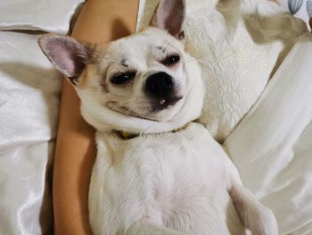 Close-up portrait of a dog