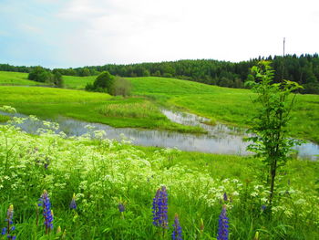 Scenic view of grassy field against sky