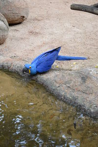 High angle view of bird in water