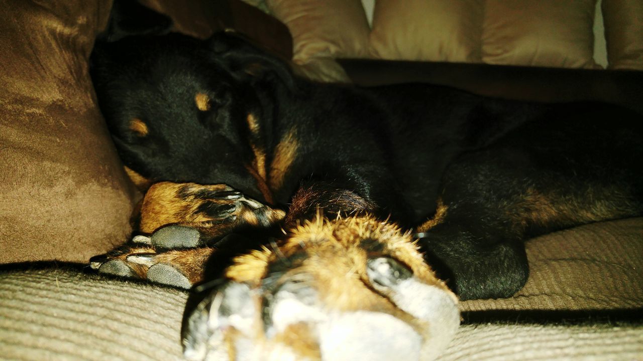 DOG SLEEPING ON SOFA