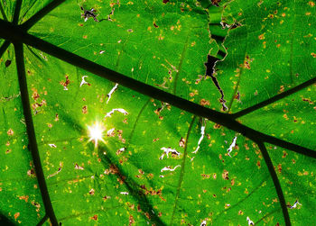 Close-up of water drops on leaves during sunny day